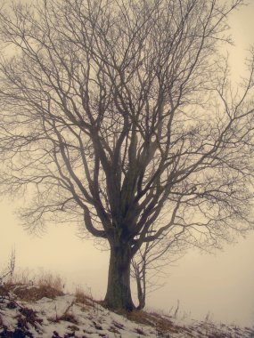 Tree in fog clipart