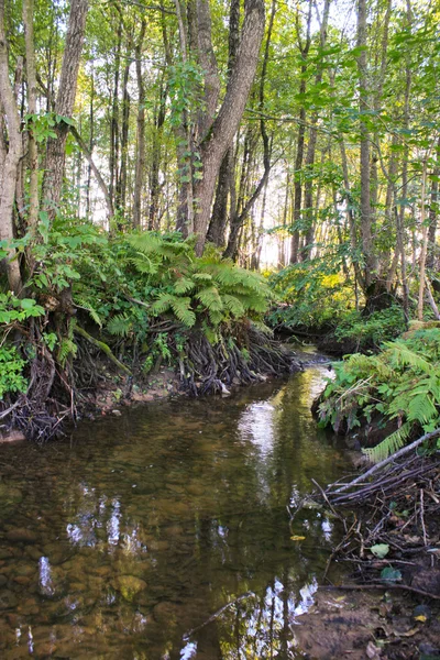 stock image Forest river