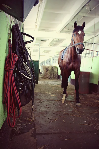 Das Pferd ist im Stall — Stockfoto