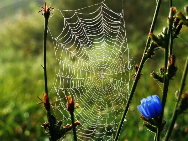 Spinnweben Stockbild