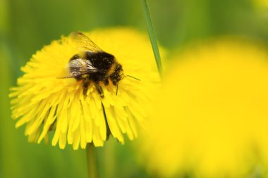 arı polen dandelions üzerinde toplar.