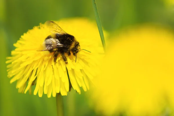 Bumblebee reúne pólen em dentes-de-leão — Fotografia de Stock