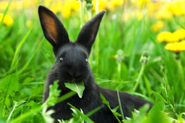 Zwarte konijn in groene gras Rechtenvrije Stockafbeeldingen