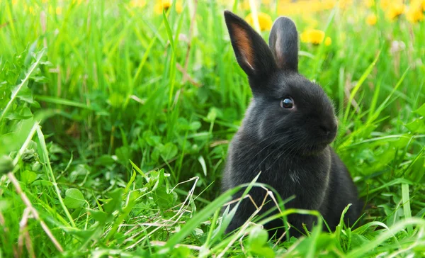Zwarte konijn in groene gras Rechtenvrije Stockfoto's