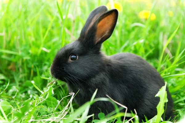 Černý králík v zelené trávě Royalty Free Stock Obrázky