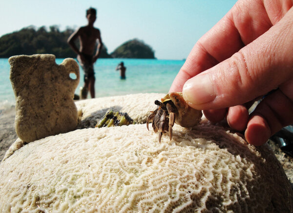Touch to nature. Crayfish and corals not far from Ko Chang island