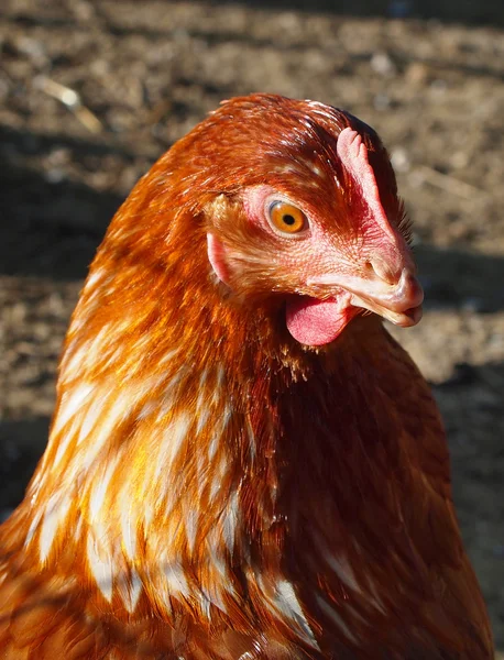 Free Range Chicken — Stock Photo, Image