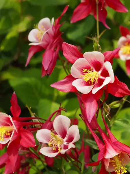 Columbine Flower Crimson Star — Stock Photo, Image