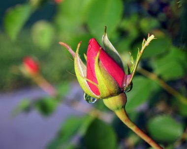 Rosebud içinde çiğ damla yansımaları ile