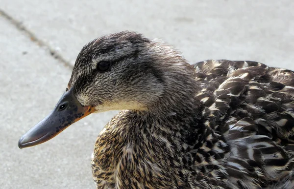 Young Duck — Stock Photo, Image
