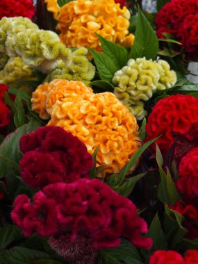 celosia cristata portre