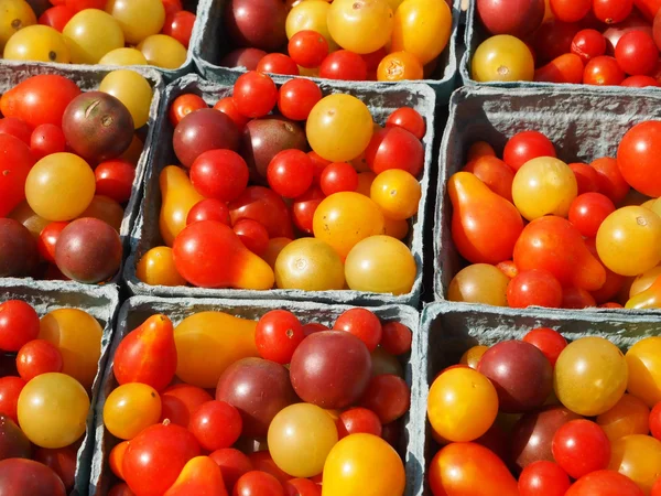 Tomates pequeños de la reliquia — Foto de Stock