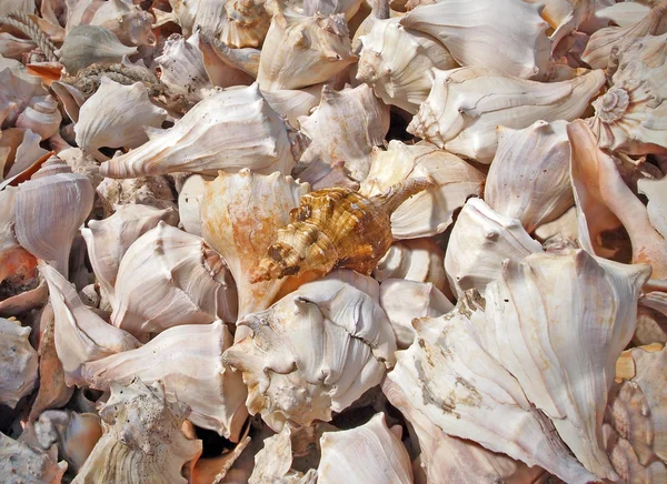 Conch Shells Background — Stock Photo, Image