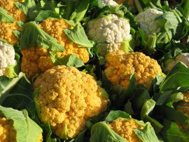 Fresh Cauliflower Crop clipart