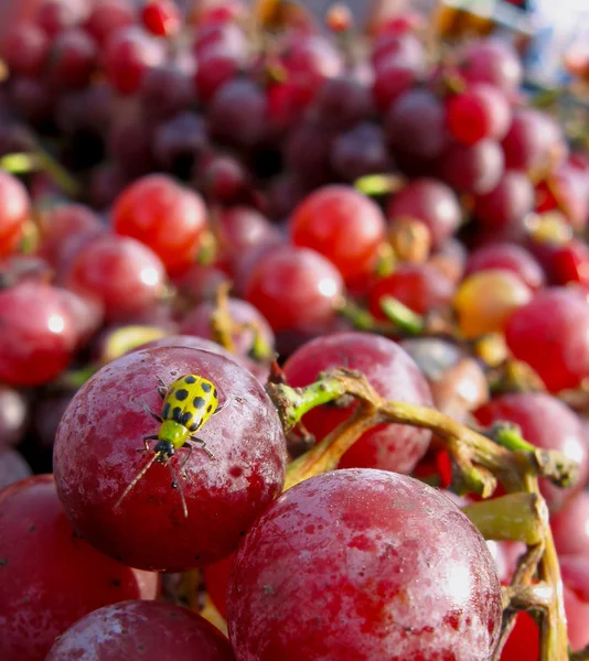 Ladybug Tasting Grapes — Stock Photo, Image