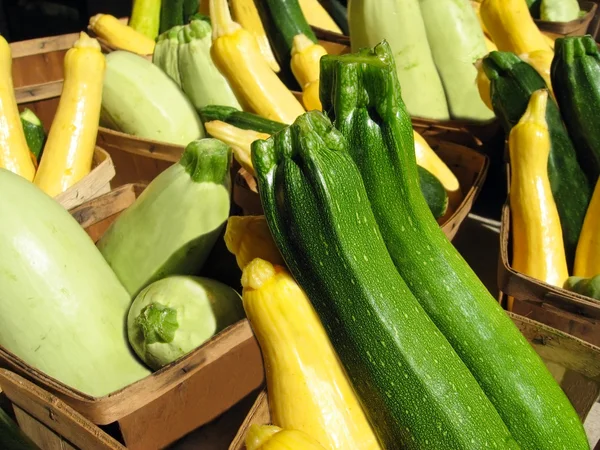 Gele andgreen squash — Stockfoto