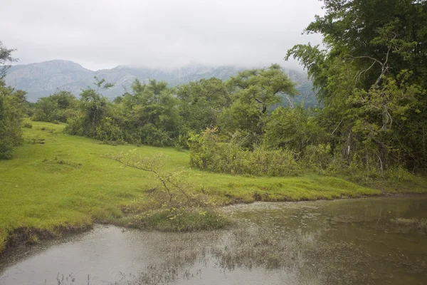 stock image Mudumalai National Park