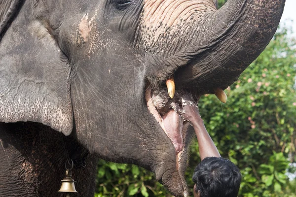 Alimentation d'un éléphant — Photo
