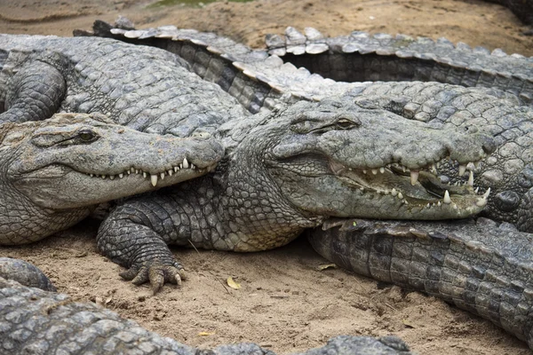 Болотяний або марш Крокодил — стокове фото