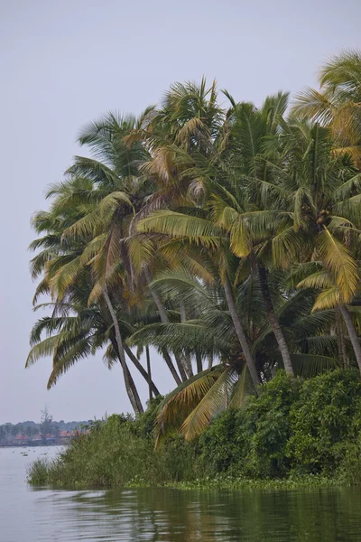 Palms längs kanaler och sjöar i bakvatten — Stockfoto