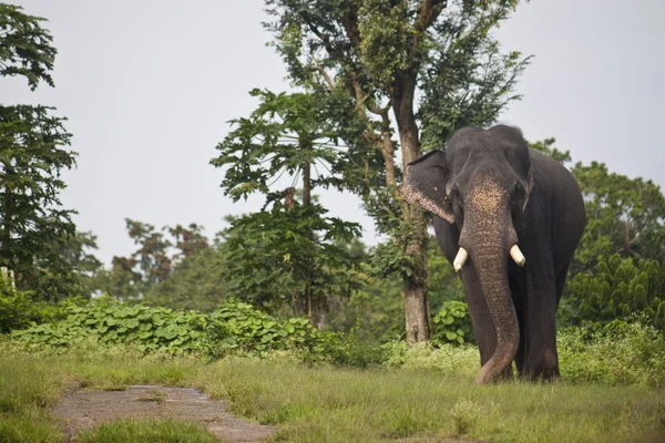 Asiatischer Elefant — Stockfoto