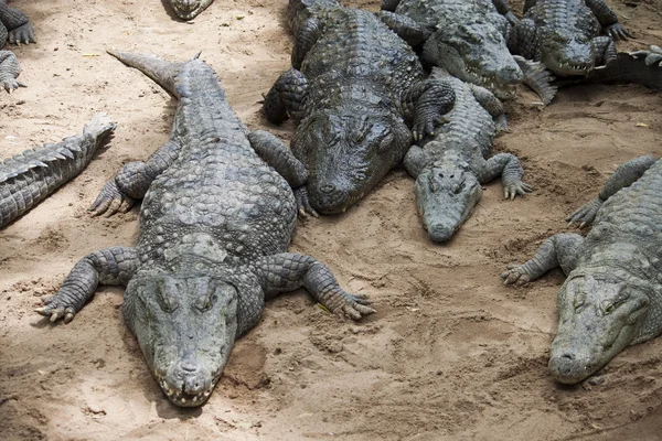 Грабитель или болотный крокодил — стоковое фото
