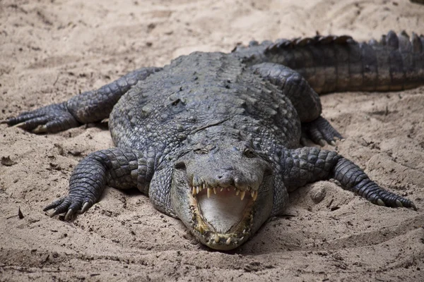 Mugger sau Marsh Crocodile — Fotografie, imagine de stoc