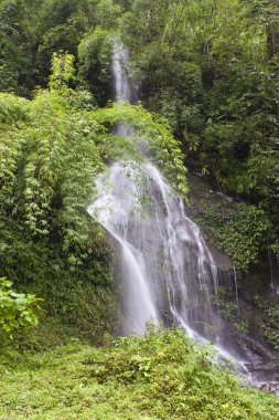 sikkim jungle şelale