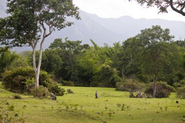 mudumalai Milli Parkı