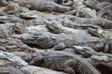 Crocodylus palustris