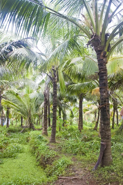 Palm forest in Backwaters — Stock Photo, Image
