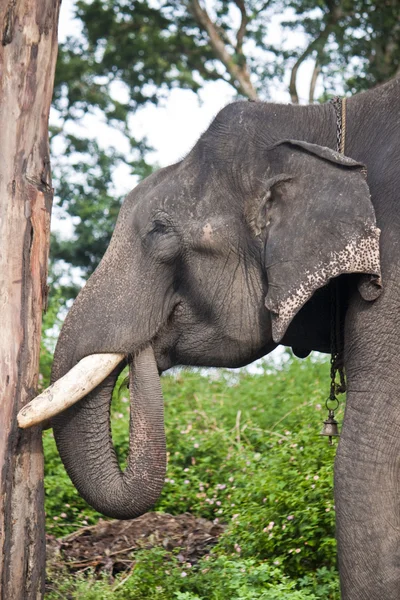 アジアの象をキャプチャ — ストック写真