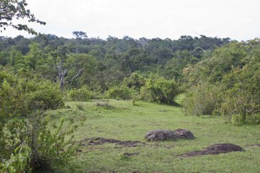 Mudumalai National Park clipart