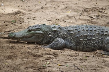 Crocodylus palustris