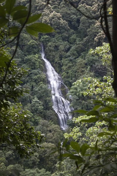 Cascada en la selva de Sikkim — Foto de Stock