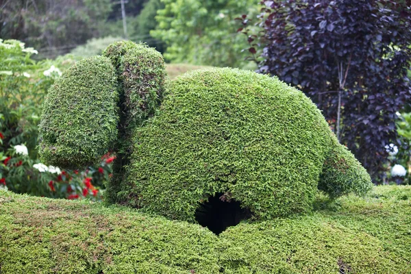 Animal shaped bush — Stock Photo, Image