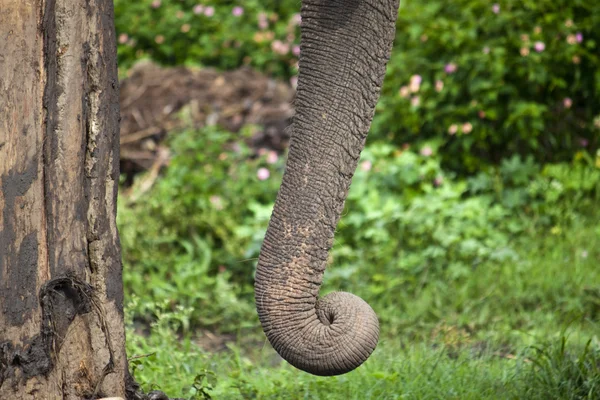 Le tronc de l'éléphant — Photo