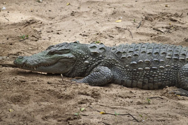 Крокодиловый палустр — стоковое фото