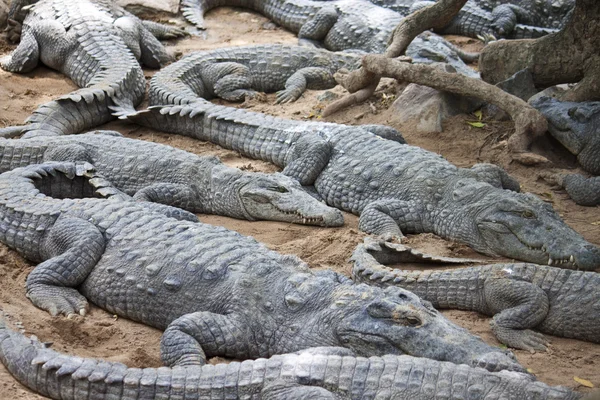 Arroz ou crocodilo de pântano — Fotografia de Stock