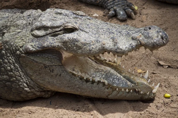 Крокодил болотна — стокове фото