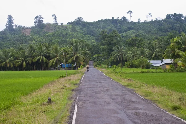 Road through a jungle — Stock Photo, Image