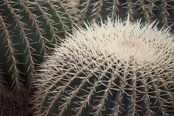 Cactus de bola grande — Foto de Stock