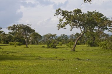 mudumalai milli park alanında peyzaj