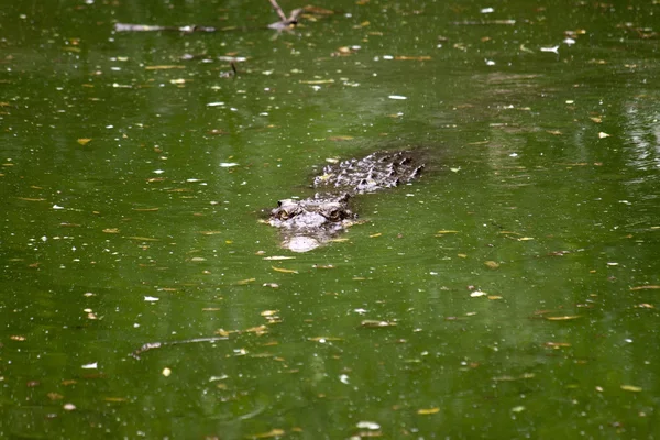 stock image Saltwater crocodile