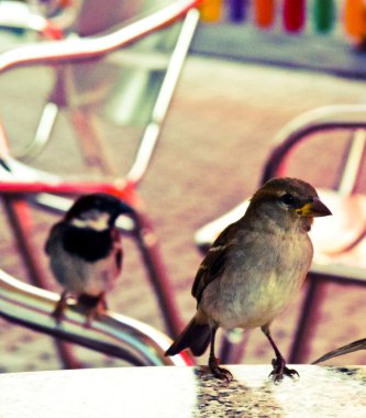 Sparrow in the city clipart