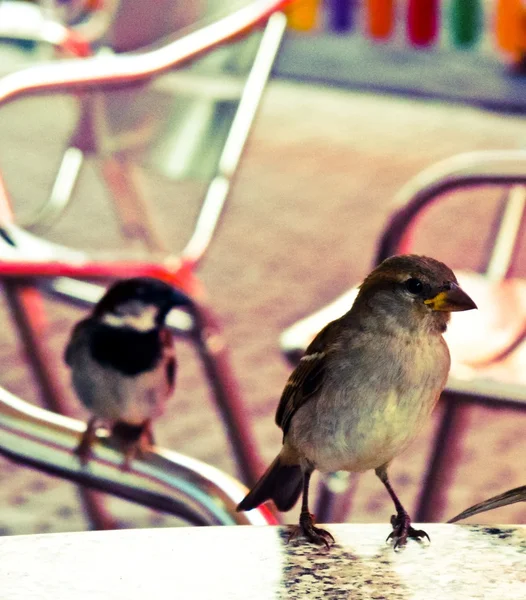 在城市中的麻雀σπουργίτι στην πόλη — Φωτογραφία Αρχείου