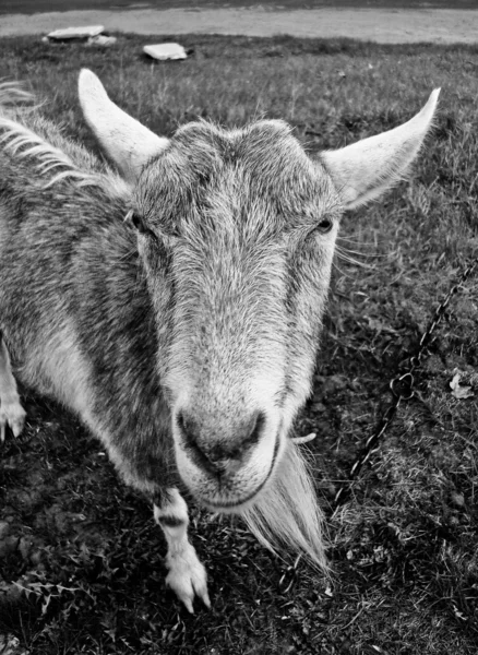 Funny goat