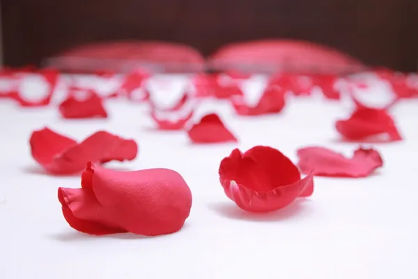 Pétalas de rosas vermelhas em uma cama de hotel Imagens Royalty-Free