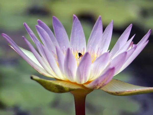 Cámara de zoom Lotus — Foto de Stock