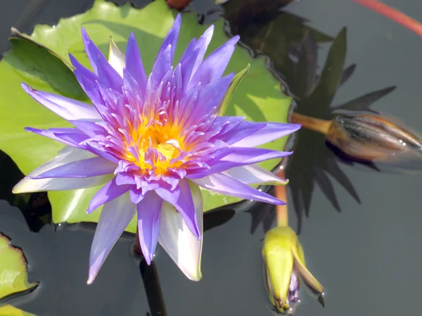 Beautiful colors of the lotus — Stock Photo, Image